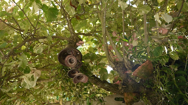 Free Tree Nature photo and picture