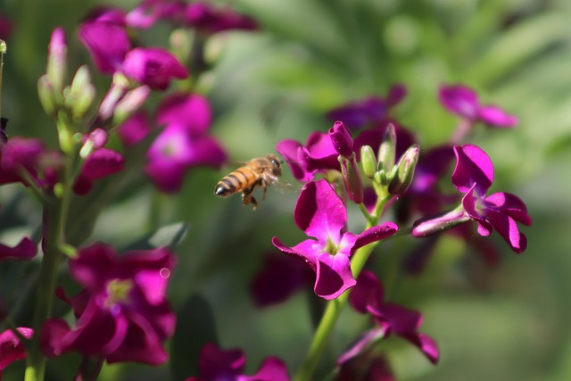 Free Bee Natural photo and picture