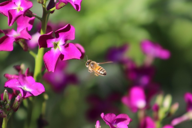 Free Bee Natural photo and picture