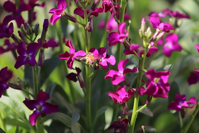 Free Bee Natural photo and picture