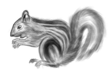Línea Arte, Animal, Ardilla, Naturaleza