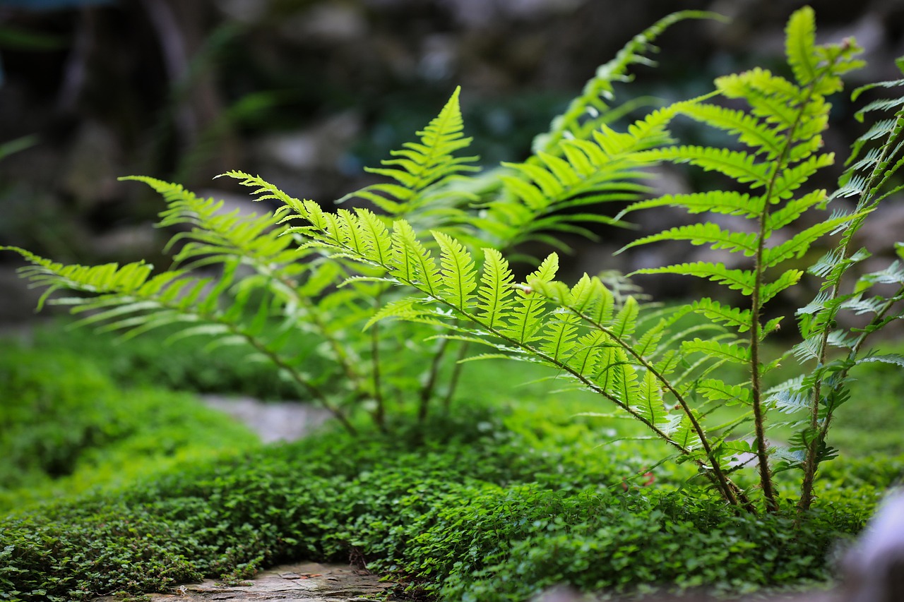 蕨 植物 森林 - Pixabay上的免费照片 - Pixabay