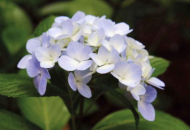 Free Flower Hydrangea photo and picture