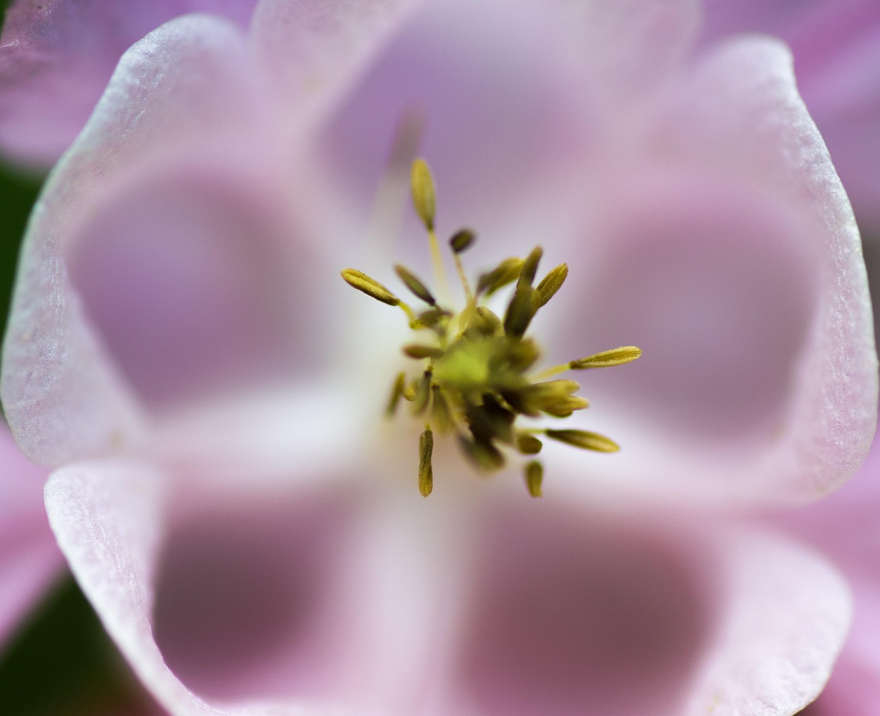 Flower - free online jigsaw puzzle photo
