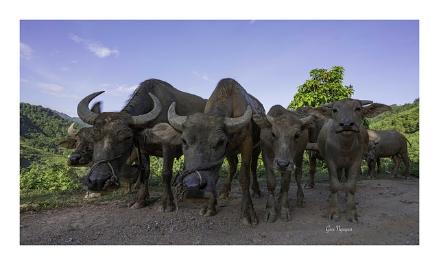 Buffel, Dier, Boer, Hoorns, Wild