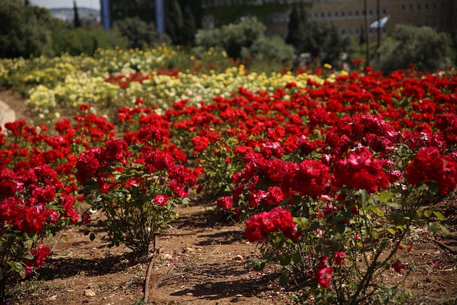 Bloemen, Natuur, Tuin