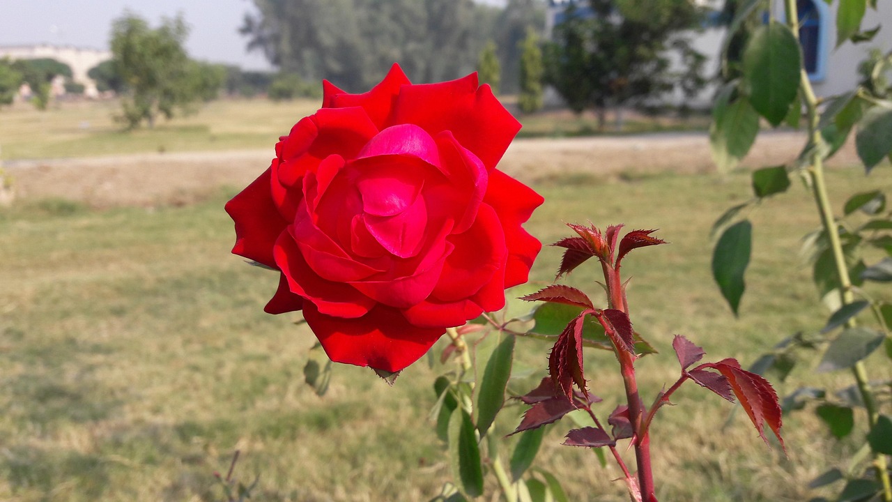 Rose Gulab Fleur Photo gratuite sur Pixabay Pixabay