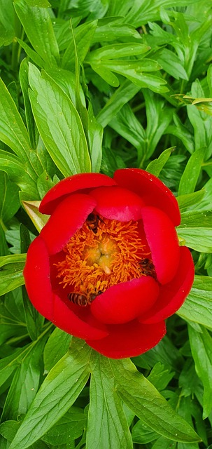 Free Nature Ed photo and picture