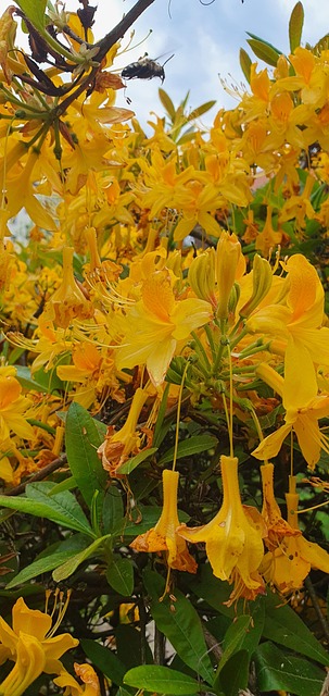 Free Yellow Holiday photo and picture