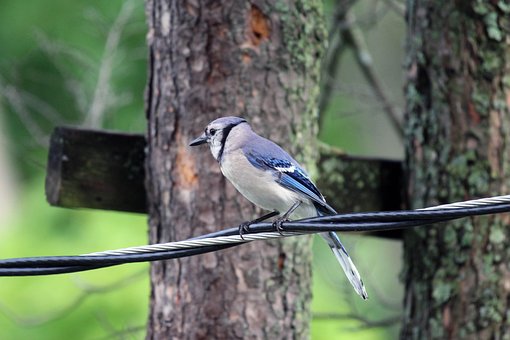 Free Bluejay Bird photo and picture