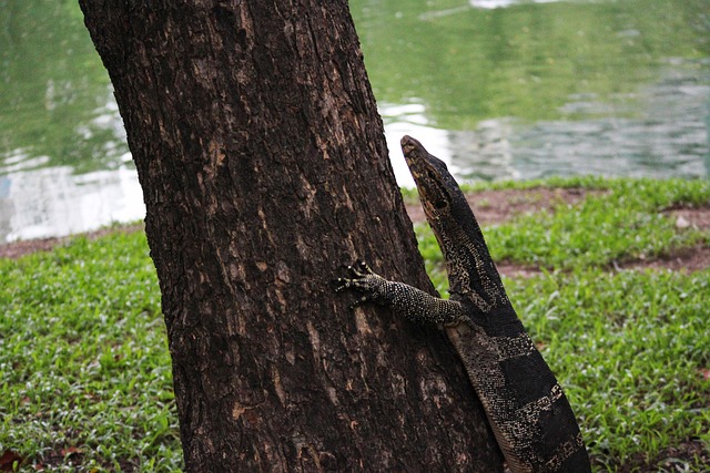Free Monitor Lizard photo and picture