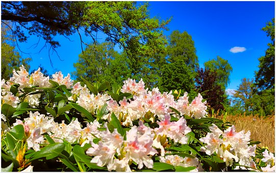 Blomst, Natur, Blomstre, Afdeling