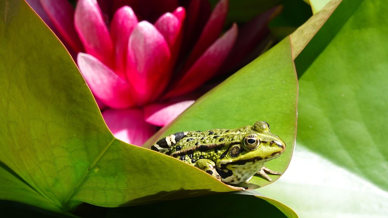 Frog - free online jigsaw puzzle photo
