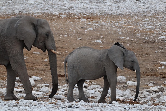 Free Elephants Cub photo and picture