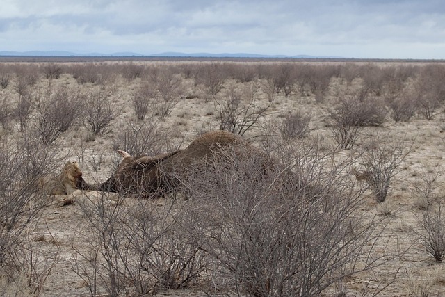 Free Lion Prey photo and picture