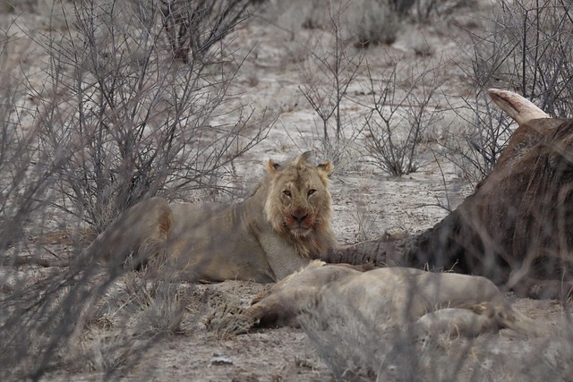 Free Lion Prey photo and picture