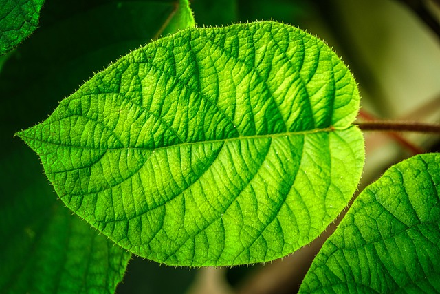 Free Leaf Veins photo and picture