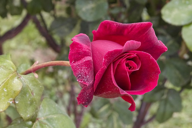 Blomst, Smukke Blomster, Rosenblomst