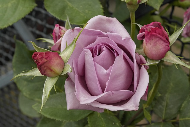 Haven, Rose, Farve, Natur