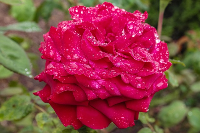 Rose, Rød, Natur, Dråber, Blomst