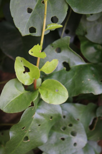 Lakens, Vloeren, Groente, Plant, Natuur