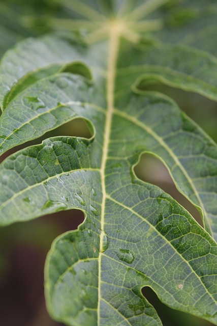 Lakens, Groente, Natuur, Plant, Textuur