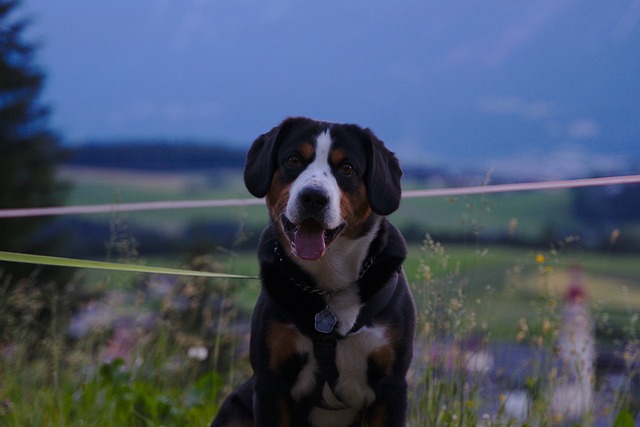 Free Dog Animal photo and picture