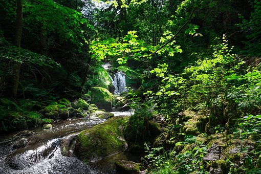 Free Waterfall Forest photo and picture