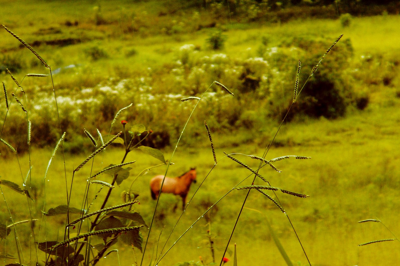 The Wild Horse - free online jigsaw puzzle photo