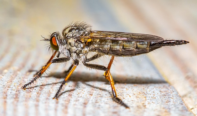 Free Robberfly Animalia photo and picture