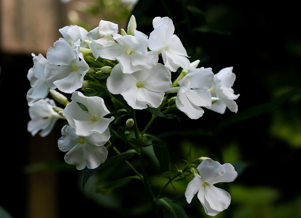 芝桜 炎の花 花 Pixabayの無料写真