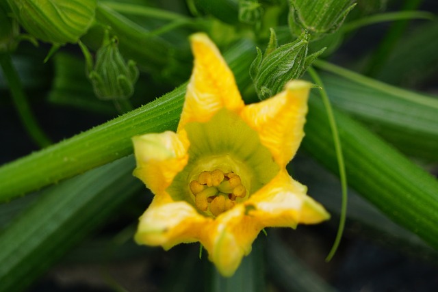 Free Zucchini Zucchetti photo and picture