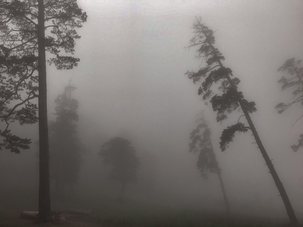 多雾路段 自然 森林 - Pixabay上的免费照片 - Pixabay