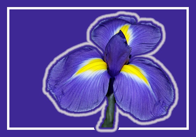 Free Flora Iris photo and picture