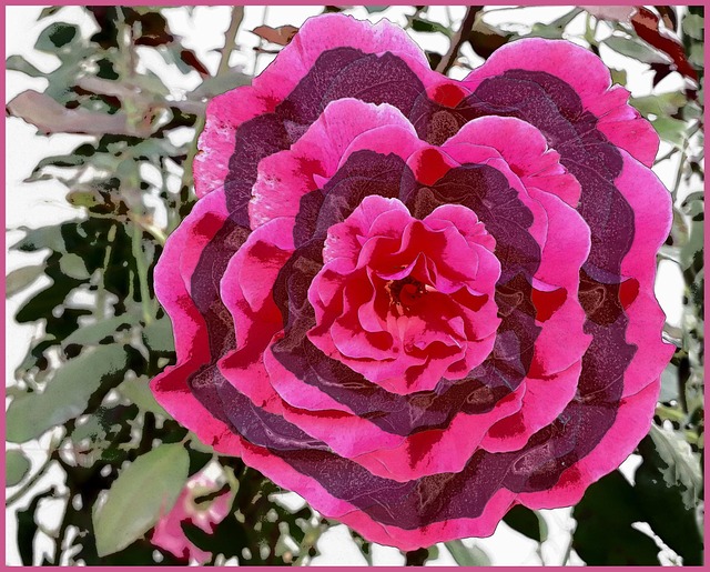 Free Flower Nature photo and picture