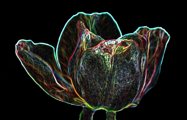 Free Tulip Digital photo and picture