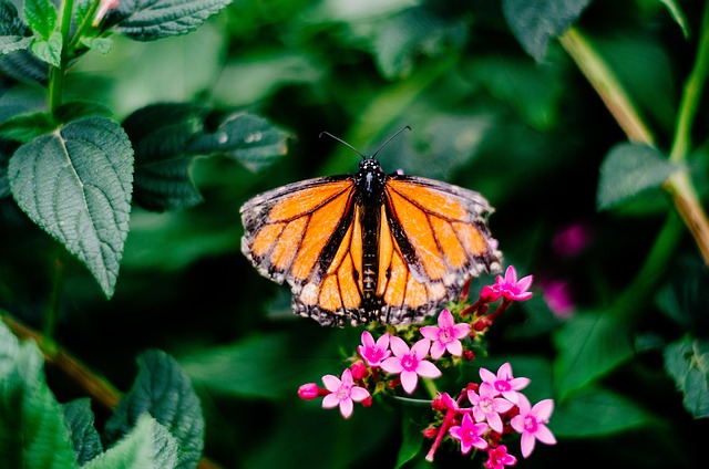 Free Mariposa Insecto photo and picture