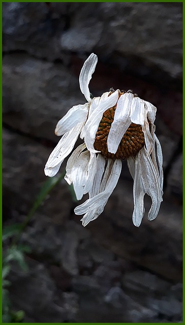 Free Flower Spring photo and picture