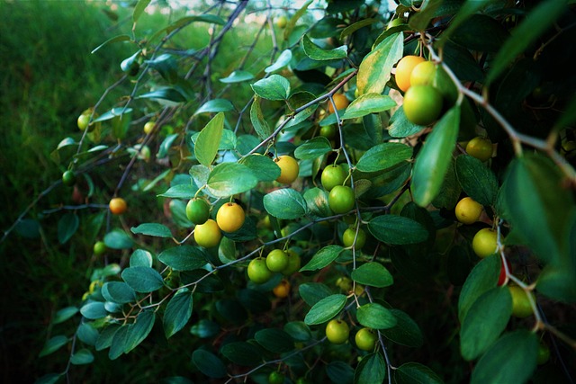 Free Fruit Gree photo and picture