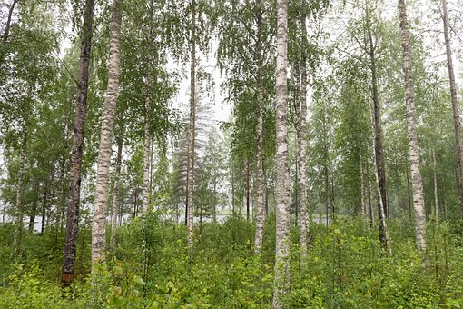 Berk, Finland, Zomer, Natuur, Woud