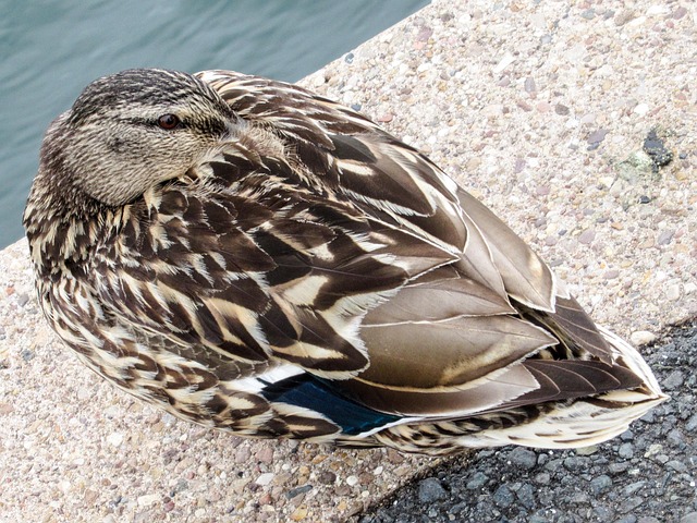 Free Duck Mallard photo and picture