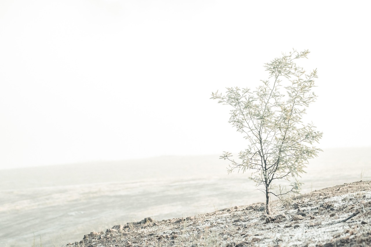 Wattle Tree - free online jigsaw puzzle photo