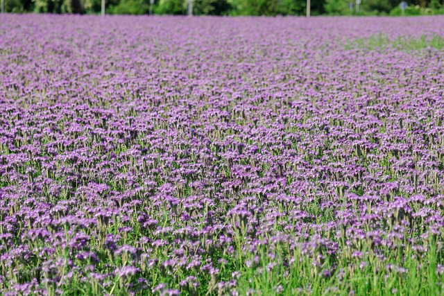 Free Phacelia Bee Pasture photo and picture