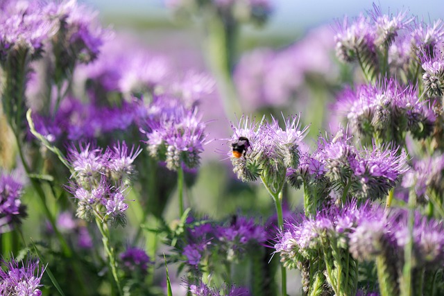 Free Phacelia Bee Pasture photo and picture
