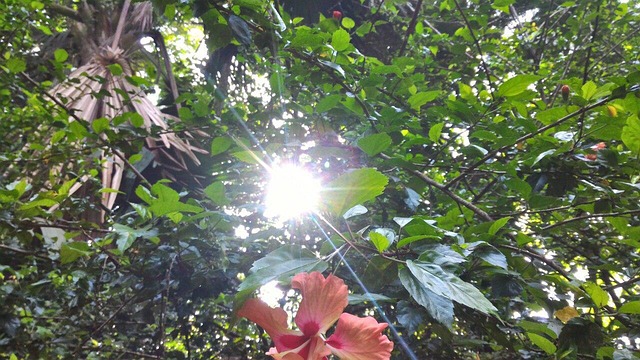 Free Sunshine Into Plants Nidhin photo and picture