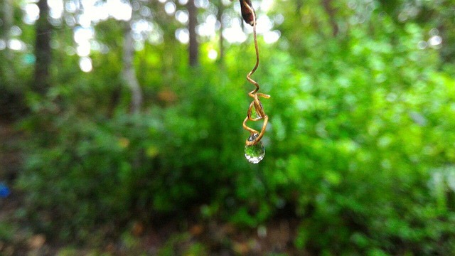Free After Rain Drops photo and picture