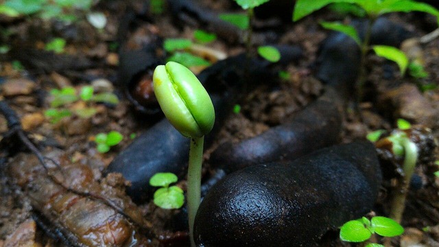 Free After Rain Drops photo and picture