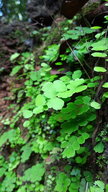Free After Rain Drops photo and picture