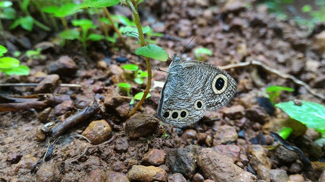 Free After Rain Drops photo and picture