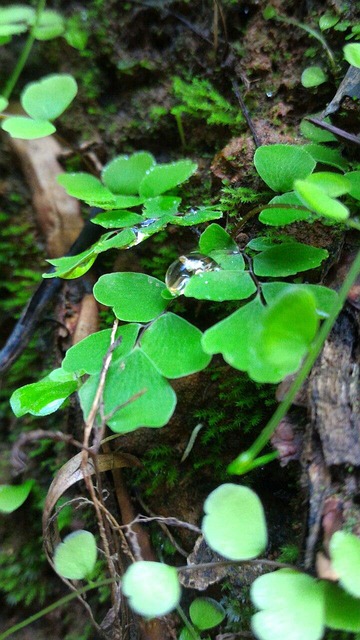 Free After Rain Drops photo and picture